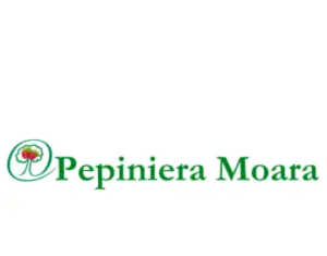 Plantarea pomilor fructiferi primavara