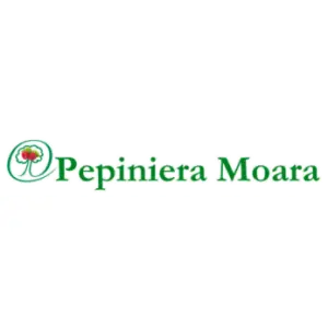 plantarea-pomilor-fructiferi-primavara.png