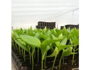 Agricultura la nivel expert, cu ajutorul specialistilor de la Nuoricum.ro