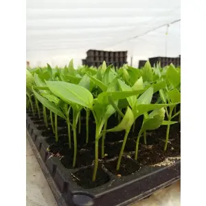 agricultura-la-nivel-expert-cu-ajutorul-specialistilor-de-la-nuoricum-ro.jpg