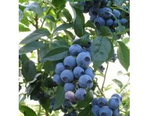 Pepiniera Moara face recomandari pentru intretinerea plantatiei de afin