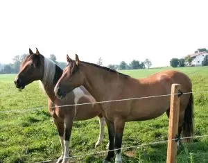 Fermierii doritori sa isi instaleze un gard electric aleg Super Farm Land