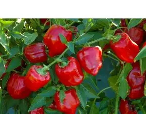 Rolul pesticidelor in agricultura si solutii de la NuOricum
