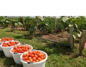 magazinul online de insecticide care sustine agricultura in Romania