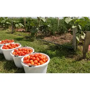 nuoricum-magazinul-online-de-insecticide-care-sustine-agricultura-in-romania.jpg
