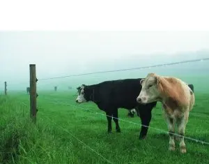 Super Farm Land inseamna echipamente si produse eficiente in orice ferma sau pentru orice crescator de animale