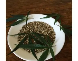 5 curiozitati legate de semintele de cannabis