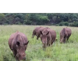 Maria Nila continua campania de caritate Save the Rhino