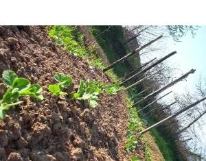 Activitati in timpul pandemiei – ingirjirea gradinii de legume