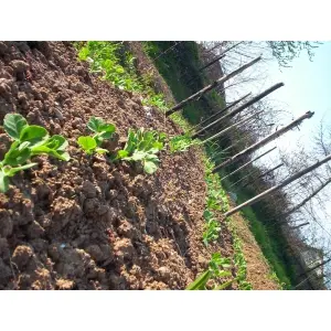 activitati-in-timpul-pandemiei-ingirjirea-gradinii-de-legume.jpg