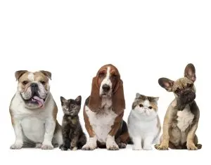 De ce magazinele online cu mancare pentru animale se bucura in prezent de o notorietate din ce in ce mai mare?