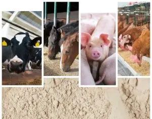 ideală ca liant pentru furaje & aditiv în hrana animalelor (vite de lapte, porci, găini) și material recomandat în industrie