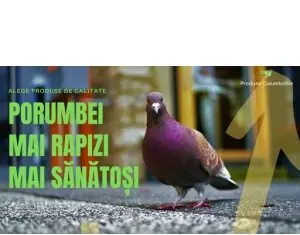 Columbofilii gasesc variate produsele pentru porumbei la Radu Duo