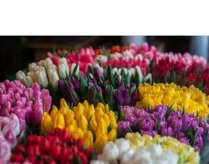 5 motive sa cumperi flori pentru cineva de la o florarie online