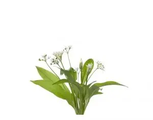 un remediu natural pentru detoxifiere