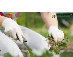 Nu Oricum – magazinul online de unde agricultorii isi incep primavara!
