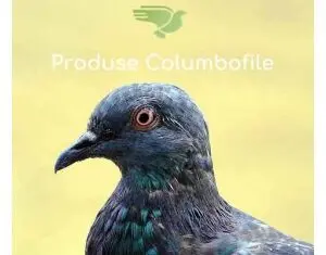 produse pentru performanta porumbeilor campioni