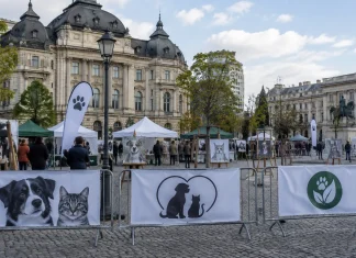 Peste 70 de ONG-uri anunță o manifestație la București pentru protecția animalelor Peste 70 de ONG-uri anunță o manifestație la București pentru protecția animalelor